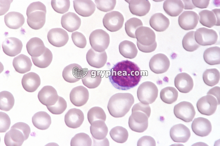 Lymphocyte x400 - gryphea.com